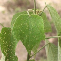 Hibiscus platanifolius (Willd.) Sweet